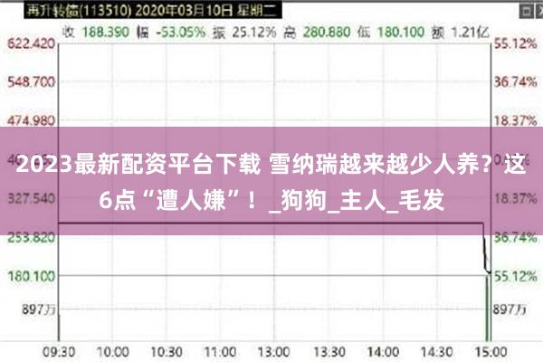 2023最新配资平台下载 雪纳瑞越来越少人养？这6点“遭人嫌”！_狗狗_主人_毛发
